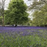 Bluebells at Enys Gardens - by Mandy Feldon