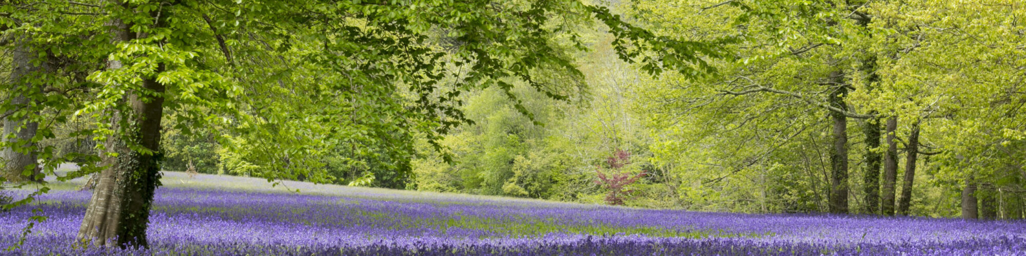 Bluebell woods, Enys Gardens, Cornwall