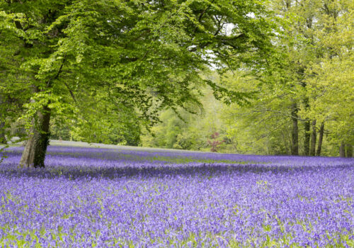 Bluebell woods, Enys Gardens, Cornwall