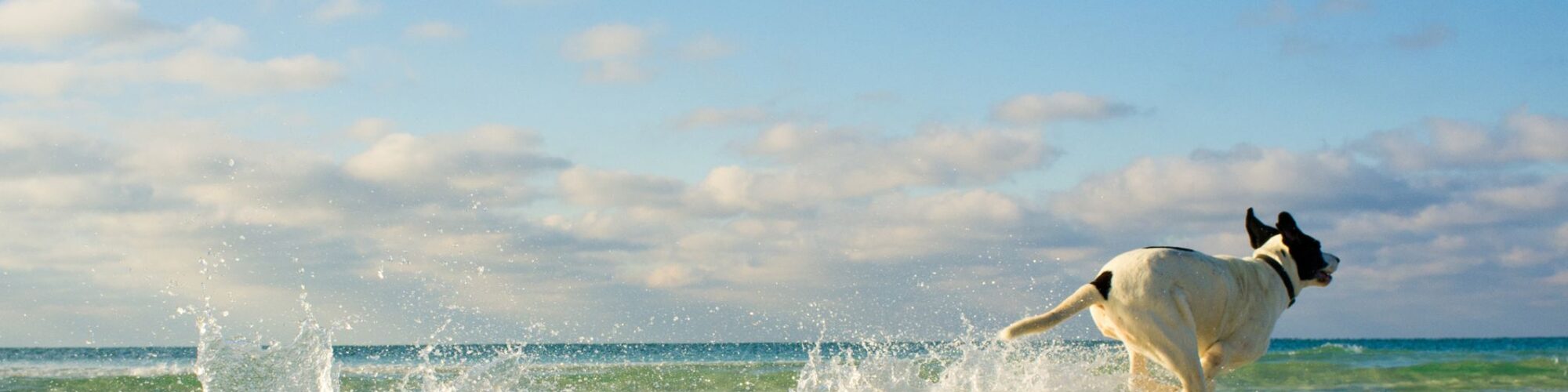 dog friendly holidays