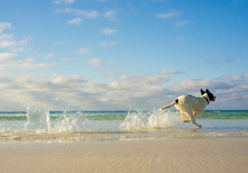 dog friendly holidays