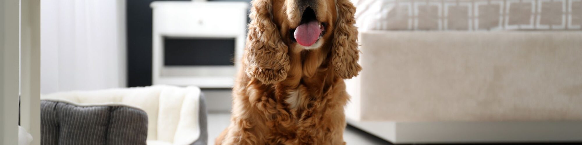 dog friendly holidays