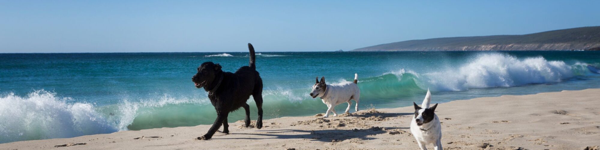 Dogs walking on the beach in Cornwall