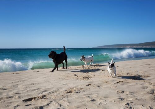 Dogs walking on the beach in Cornwall