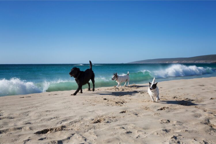 Dogs walking on the beach in Cornwall