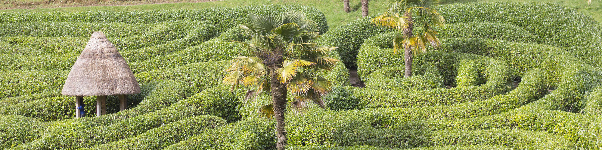 Glendurgan Gardens - Maze