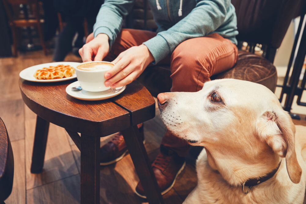 dog friendly cafe and pub