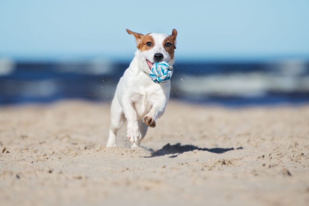 dog on the beach
