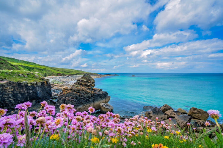 View of Cornish Coast path with Seapinks in foreground