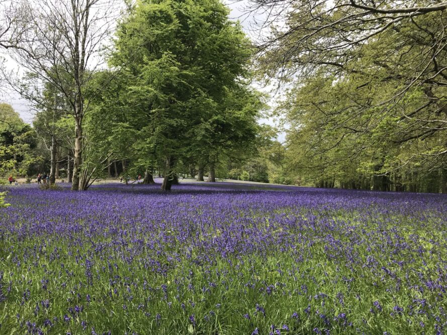 Bluebells at Enys Gardens - by Mandy Feldon