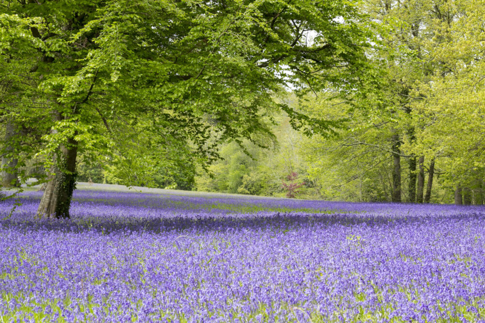 Bluebell woods at Enys Gardens, penryn, cornwall